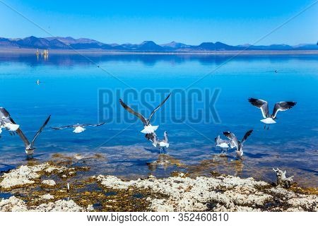 Many birds feed on the shores of Mono Lake. Picturesque Mono Lake with lime-tuff towers in California, USA. Evening by the lake. The concept of active, ecological, exotic and photo tourism