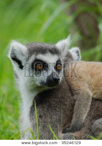Ring Tailed Lemur