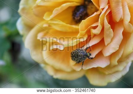 Beetle On A Rose Flower. Green Rose Chafer Or Cetonia Aurata On Yellw Rose
