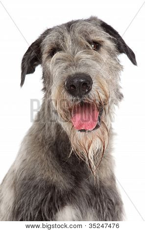 ภาพสุนัข Wolfhound ไอริช