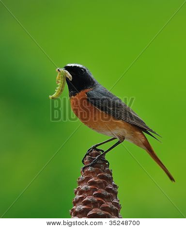 Redstart.