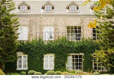 Creeping Fig Or Creeping Rubber Fig Is  Green Creeper Plant Catch On Bilding Wall