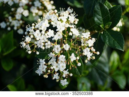 White Cluster Of Laurustinus 'spring Bouquet' Flowers