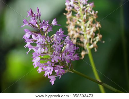 Close Up Of Tiny Purple Anacamptis Pyramidalis Rare Orchids