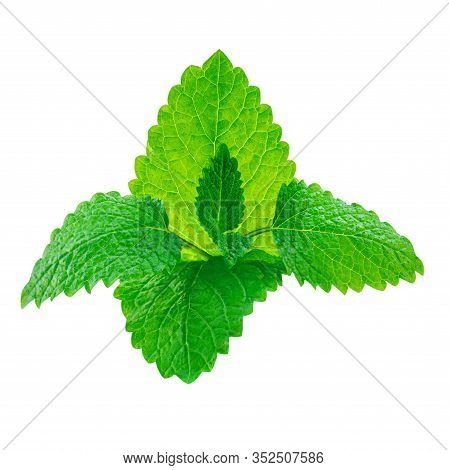 Fresh Lemon Balm (melissa Officinalis) Leaves Isolated On A White Background. Mint, Peppermint Close