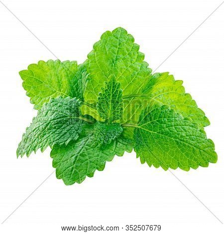 Melissa Leaves Or Lemon Balm Isolated On White Background. Fresh Mint Herb  Leaf  Close Up