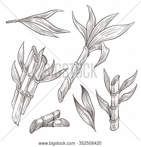 Bamboo Logs With Leaves Hand Drawn Sketch Illustrations Set