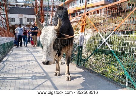 Rishikesh, India - Feburay 22, 2020: Cow Walks Along The Famous Laxman Jhula Pedestrian Suspension B