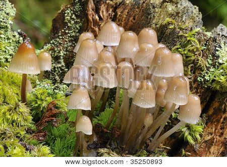 Psathyrella Multipedata.
