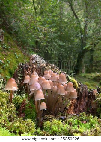 Psathyrella Multipedata.