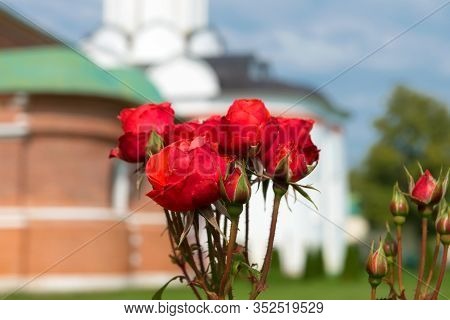 Red Roses Blooming In The Monastery On A Summer Day