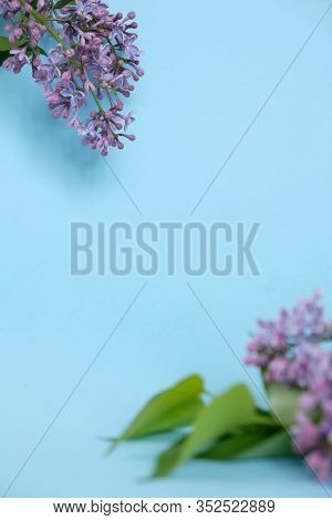 Lilac. Colorful Purple Lilacs Blossoms With Green Leaves.