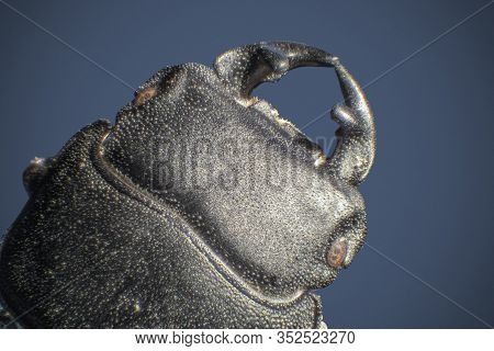 Macro Shot Showing The Head Of A Lesser Stag Beetle