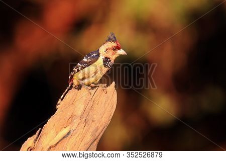 The Crested Barbet (trachyphonus Vaillantii) Sitting On The Branch With Golden Yellow Background. Ye