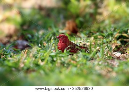 The Red-billed Firefinch Or Senegal Firefinch (lagonosticta Senegala) Sitting In Green Grass