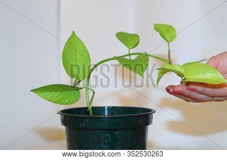 Home Living Plant-scindapsus, Gardening Apartment, Transplanting Plants, Preserving The Environment