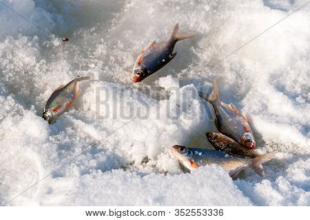 Winter Fishing. A Few Small Fish - A Meager Catch Of A Winter Fisherman Lies On The Ice Of The River