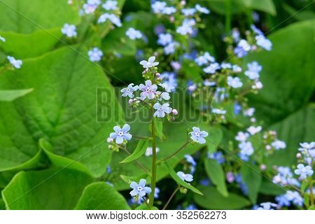Myosotis Closeup On Blurred Background. Many Blue Alpine Flowers On A Green Meadow In Spring. Forget