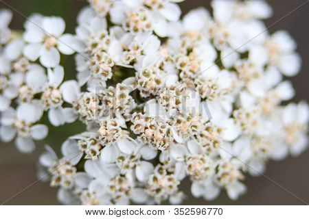Light, Airy Bouquet Of Small White Flowers. Background White Bridal Bouquet