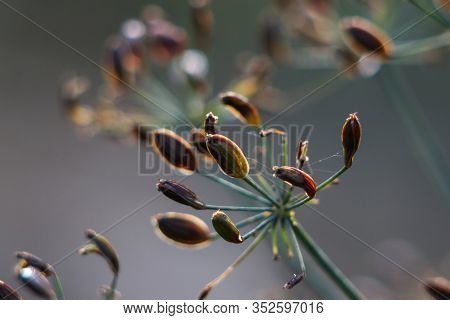 Closeup Of Dill Seeds On A Stalk. Macro Image Of Dill On A Blurred Background