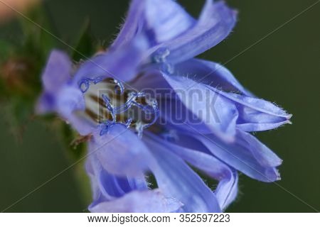 Blue Flower Close-up On A Green Background