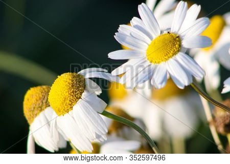 Chamomile Flowers In The Spring Wind. Three Daisies On A Green Background