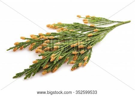 California Incense Cedar Branch (calocedrus Decurrens) Isolated On White
