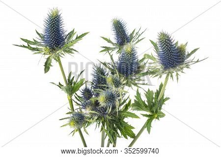 Sea Holly Thistles Isolated On White Background