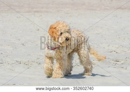 Cute Goldendoodle Dog Puppy On Sand Beach Near Sea. Beige Colored Doggy On Similar Color Beige Sandy
