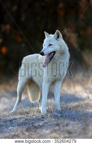 The Hudson Bay Wolf (canis Lupus Hudsonicus) Subspecies Of The Wolf (canis Lupus) Also Known As The 