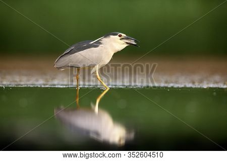 The Black-crowned Night Heron (nycticorax Nycticorax) Watching For Fish In Shallow Water.heron With 