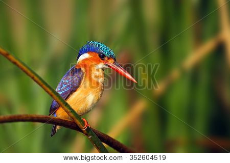 Malachite Kingfisher (corythornis Cristatus) Sitting On A Reed With Green Background By The River Ni
