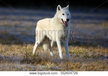 The Hudson Bay Wolf (canis Lupus Hudsonicus) Subspecies Of The Wolf (canis Lupus) Also Known As The 