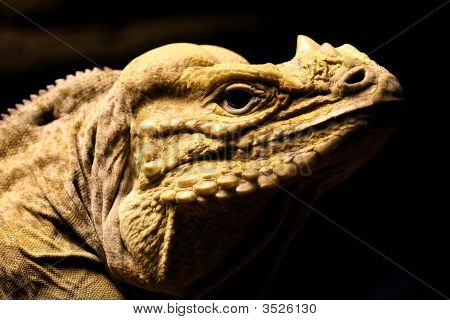 Iguana