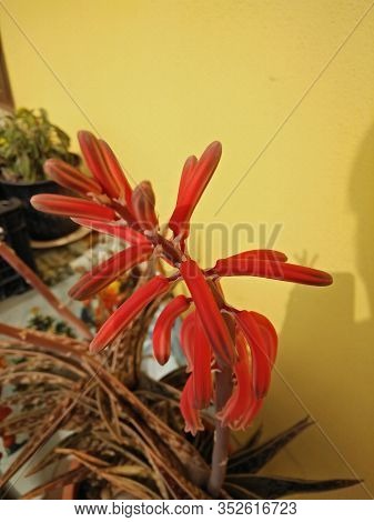 A photo of the red colorful flower of an aloe dorotea plant