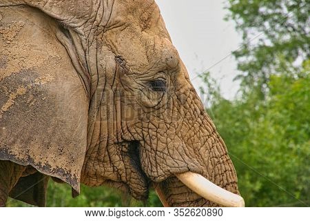 The Head Of Old Elephant With Wrinkled Skin, Ear And Beat In Zoo Park
