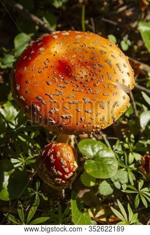 Toadstool Mushroom In The Forest. Top View