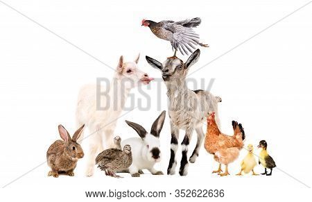 Funny Goats And Other Farm Animals Isolated On White Background