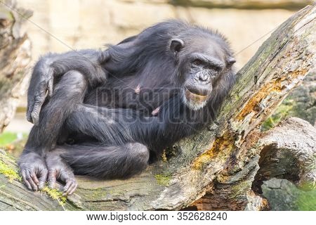 An Adult Western Chimpanzee Is Resting On A Tree