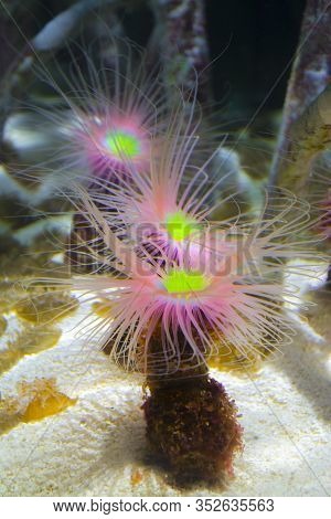 Mediterranean Snakelocks Sea Anemone In Water At Valencia