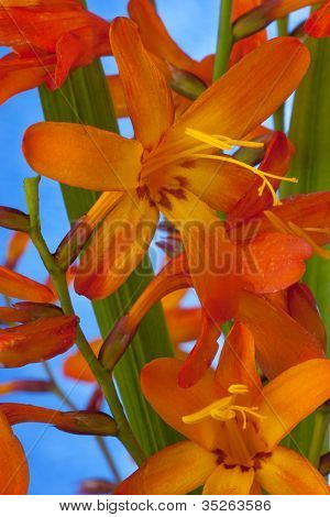Montbretia 花
