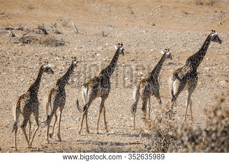 Single File Of Giraffes Walking In Drough Riverbed In Kruger National Park, South Africa ; Specie Gi