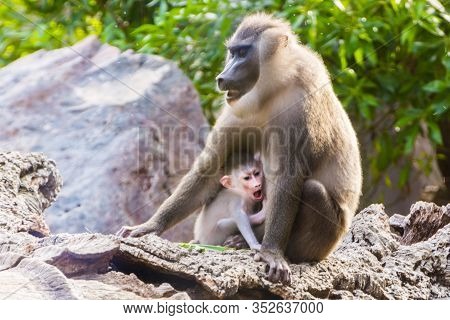 Drill Mother And Her Baby Are Sitting On The Rock