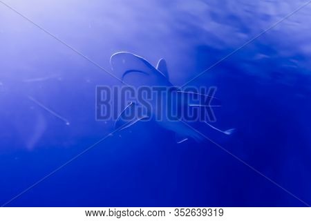 Grey Reef Shark In Deep Blue Water