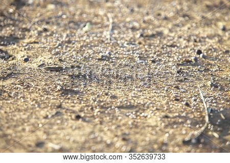 Fertilizer Balls Over Olive Plantation Soil. Selective Focus