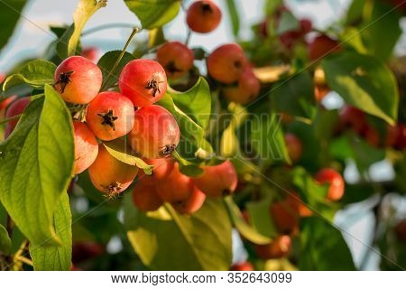 Red Ripe Small Small Rennet Apples On Apple Tree Branch Glow In The Sun. Autumn Harvest Of Apples On