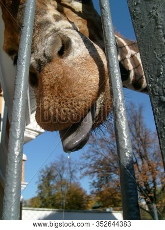 A Giraffe Sticks Out Its Wet, Gray, Slobbering Tongue Through The Metal Grate Of The Aviary. Large U