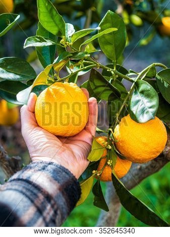 Farmer Makes The Orange Harvest In Winter. Agriculture.