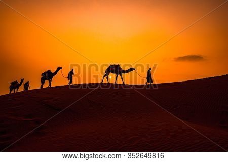 Cameleers, camel Drivers at sunset. Thar desert on sunset Jaisalmer, Rajasthan, India.