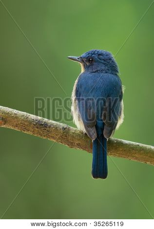 Pigliamosche blu di Tickell, appollaiato su un ramo